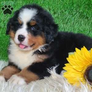 AJ, Bernese Mountain Dog Puppy