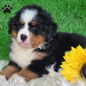 AJ, Bernese Mountain Dog Puppy