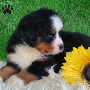 AJ, Bernese Mountain Dog Puppy