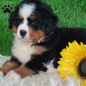 AJ, Bernese Mountain Dog Puppy