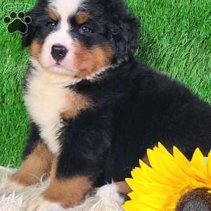 AJ, Bernese Mountain Dog Puppy