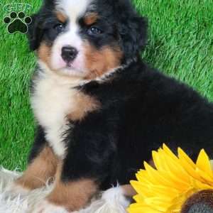 AJ, Bernese Mountain Dog Puppy