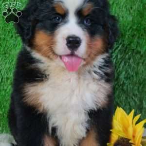 AJ, Bernese Mountain Dog Puppy
