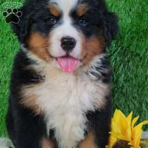 AJ, Bernese Mountain Dog Puppy