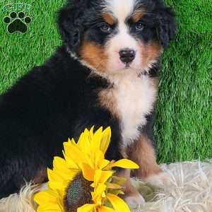 AJ, Bernese Mountain Dog Puppy