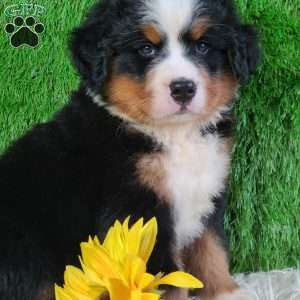 AJ, Bernese Mountain Dog Puppy