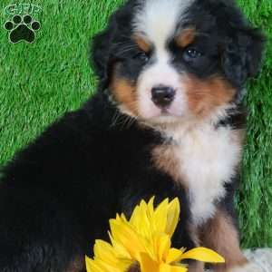 AJ, Bernese Mountain Dog Puppy