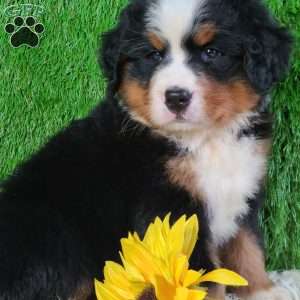 AJ, Bernese Mountain Dog Puppy