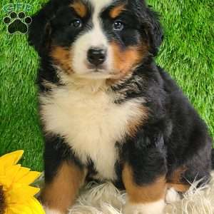 MASON, Bernese Mountain Dog Puppy