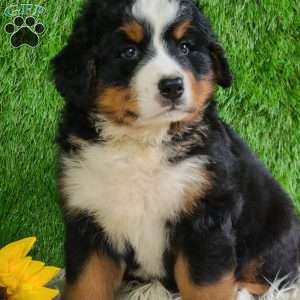 MASON, Bernese Mountain Dog Puppy