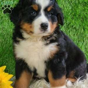 MASON, Bernese Mountain Dog Puppy