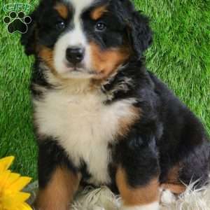 MASON, Bernese Mountain Dog Puppy