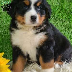 MASON, Bernese Mountain Dog Puppy