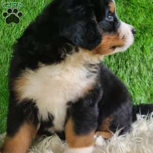 MASON, Bernese Mountain Dog Puppy
