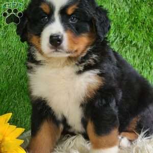 MASON, Bernese Mountain Dog Puppy