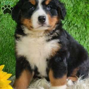 MASON, Bernese Mountain Dog Puppy