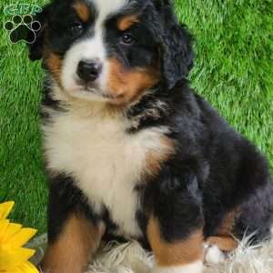 MASON, Bernese Mountain Dog Puppy