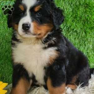 MASON, Bernese Mountain Dog Puppy