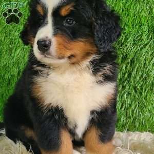 MASON, Bernese Mountain Dog Puppy