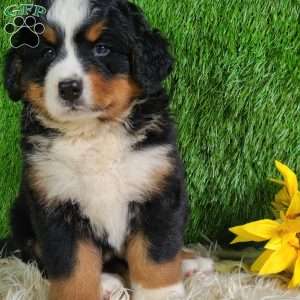 MASON, Bernese Mountain Dog Puppy