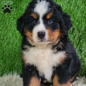 MASON, Bernese Mountain Dog Puppy