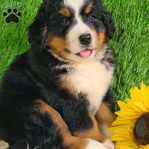 MASON, Bernese Mountain Dog Puppy