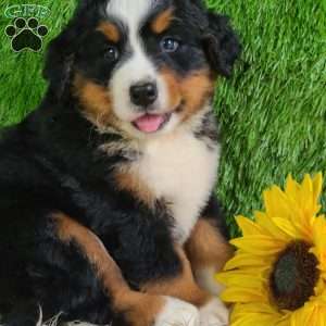 MASON, Bernese Mountain Dog Puppy