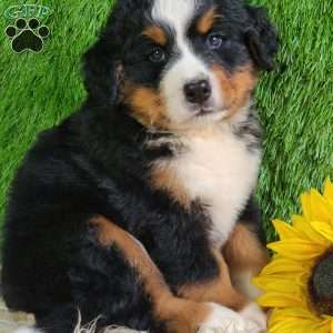 MASON, Bernese Mountain Dog Puppy