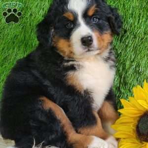 MASON, Bernese Mountain Dog Puppy