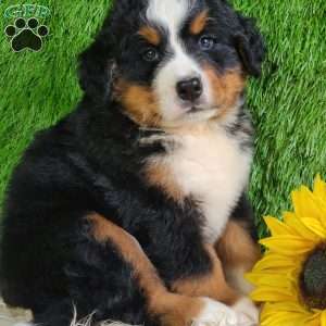 MASON, Bernese Mountain Dog Puppy