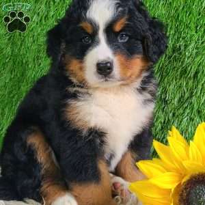 MASON, Bernese Mountain Dog Puppy