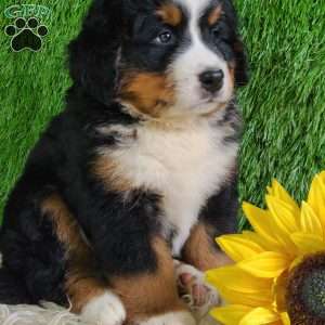 MASON, Bernese Mountain Dog Puppy
