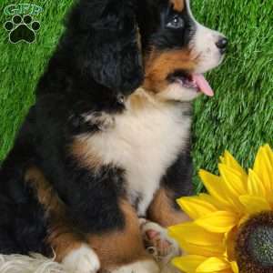 MASON, Bernese Mountain Dog Puppy