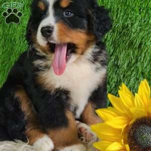 MASON, Bernese Mountain Dog Puppy