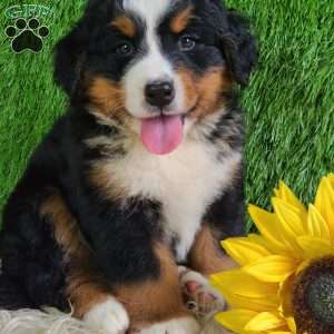 MASON, Bernese Mountain Dog Puppy