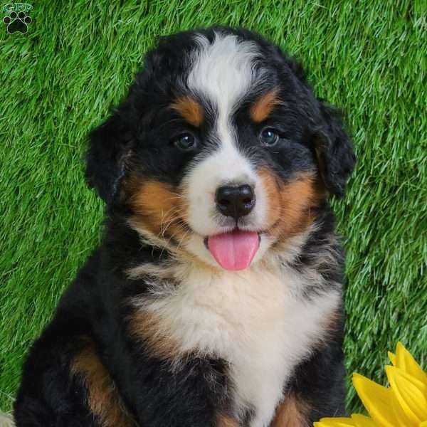 MASON, Bernese Mountain Dog Puppy