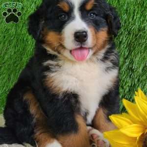 MASON, Bernese Mountain Dog Puppy