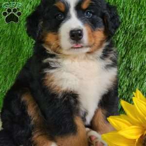 MASON, Bernese Mountain Dog Puppy
