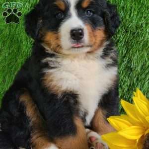 MASON, Bernese Mountain Dog Puppy