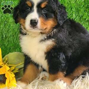 MASON, Bernese Mountain Dog Puppy