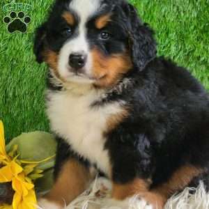 MASON, Bernese Mountain Dog Puppy