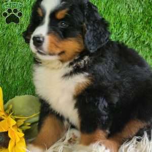 MASON, Bernese Mountain Dog Puppy