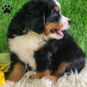 MASON, Bernese Mountain Dog Puppy