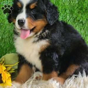 MASON, Bernese Mountain Dog Puppy