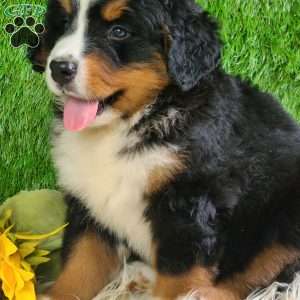 MASON, Bernese Mountain Dog Puppy