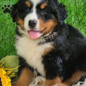 MASON, Bernese Mountain Dog Puppy