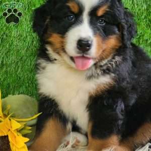 MASON, Bernese Mountain Dog Puppy