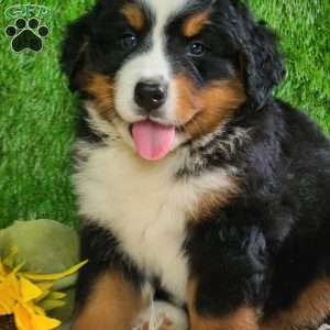 MASON, Bernese Mountain Dog Puppy