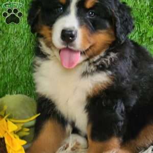 MASON, Bernese Mountain Dog Puppy