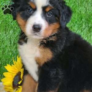 LUNA, Bernese Mountain Dog Puppy